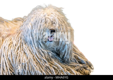 portrait of Rasta Poodle white dog  looking at you  isolated on white Stock Photo