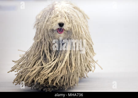 portrait of Rasta Poodle white dog coming to you Stock Photo