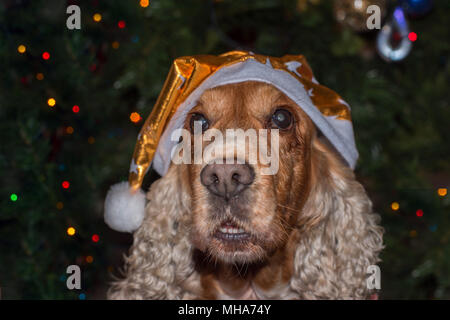 Santa dressed dog cocker spaniel on xmas tree Stock Photo