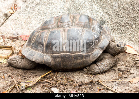 Giant turtles in Island Seychelles. Stock Photo