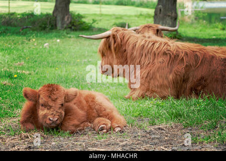 Hairy highland cows and a calf situated in a grazing pasture on a farm. Stock Photo