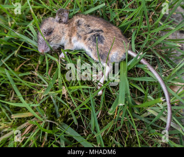 A dead mouse lying in the grass of a lawn in an English garden, probably the victim of a domestic cat. Stock Photo