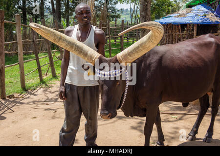 The African Long-Horned Cow (Ankole-Watusi), descended from the Ethiopian Sanga Cattle, are known as the Cattle of Kings. Stock Photo