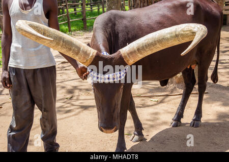 The African Long-Horned Cow (Ankole-Watusi), descended from the Ethiopian Sanga Cattle, are known as the Cattle of Kings. Stock Photo