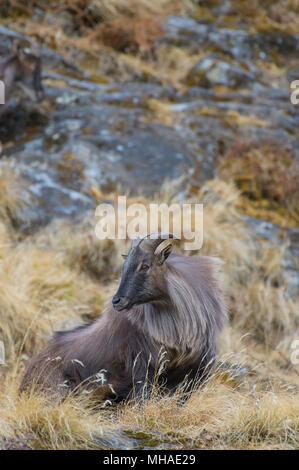 Himalayan Thar Hemitragus jemlahicus in Kedarnath Willdife Sanctuary, Uttarakhand, India Stock Photo