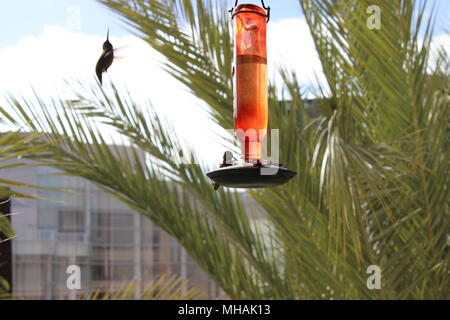 Hummingbirds, one dancing the other at the Feeder Stock Photo