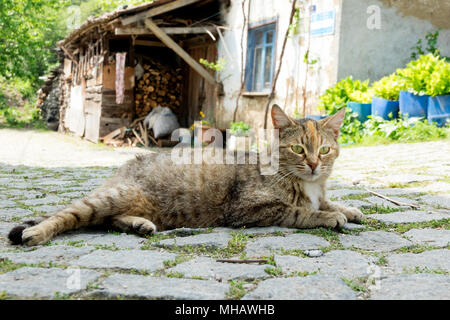 Cat is resting on street Stock Photo