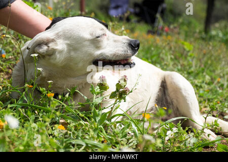 there is a dog which is happy to be loved by a human. it is laughing and relaxing. Stock Photo
