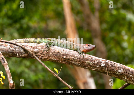 Caiman Lizard basking on a branch in the Peruvian Amazon Stock Photo