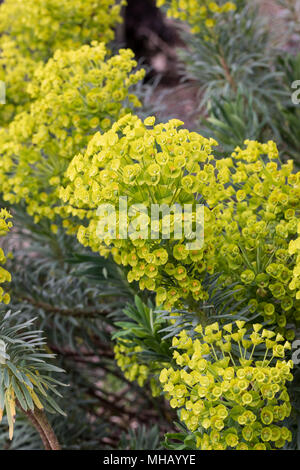 Close up of Euphorbia characias wulfenii flowering in April, England, UK Stock Photo