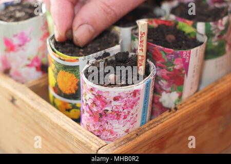 Lathyrus odoratus. Sowing sweet pea seeds in homemade paper pots labelled with a sliced twig as an alternative to using plastic in gardening, UK Stock Photo