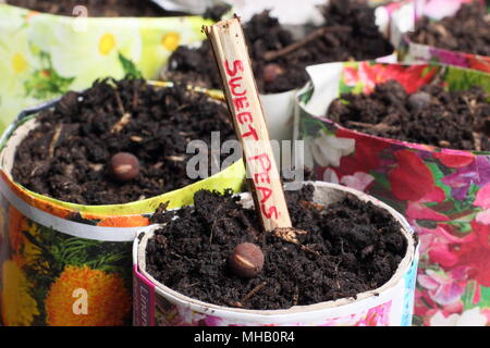 Lathyrus odoratus. Sowing sweet pea seeds in homemade paper pots labelled with a sliced twig as an alternative to using plastic in gardening, UK Stock Photo