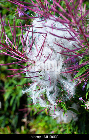 Rosebay Willowherb.  Chamerion angustifolium.A striking wild plant with tall spires of large pink flowers and leaves that grow around the stem Stock Photo