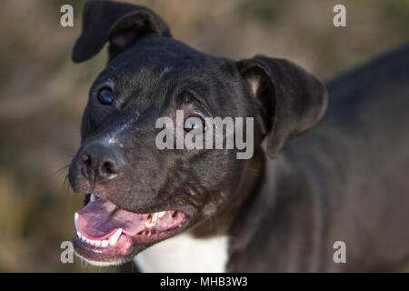 Adorable black young Pit Bull dog looking up Stock Photo