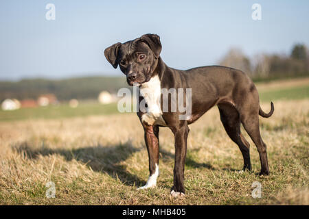 Adorable black young Pit Bull dog standing on a field Stock Photo