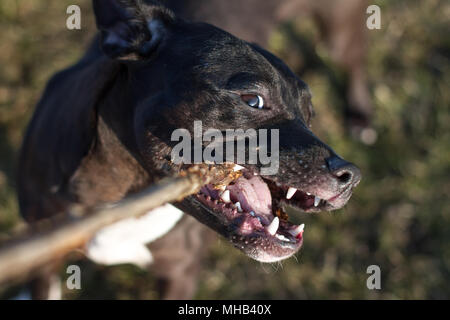 Adorable black young Pit Bull dog playing with a wooden stick Stock Photo
