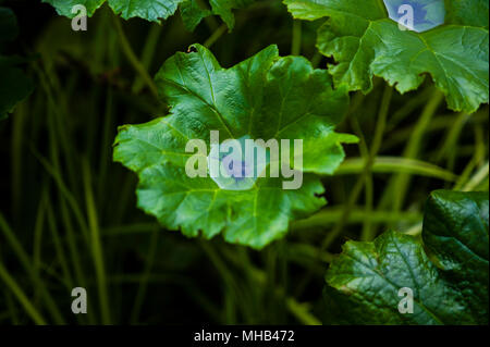 Green plants collecting water in their leaves Stock Photo