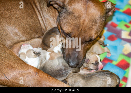 Female dog lactating her newborn puppies in a clean environment Stock Photo