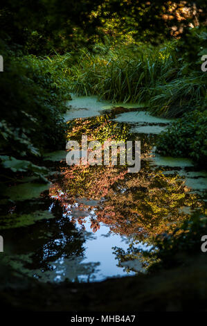 Botanical Garden with marsh pool with tree reflected in still water Stock Photo