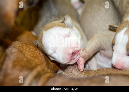 Female dog lactating her newborn puppies in a clean environment Stock Photo