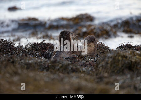 A pair of young otters practising fighting beside a coastal loch on the Isle of Mull in Scotland. Stock Photo