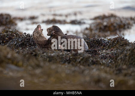 A pair of young otters practising fighting beside a coastal loch on the Isle of Mull in Scotland. Stock Photo
