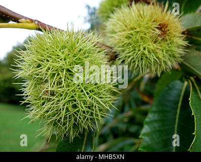 sweet chestnuts, castanea sativa on tree. Stock Photo