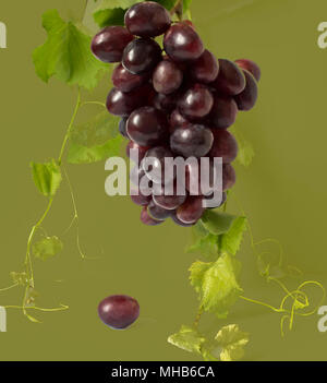 Healthy fruits Red and White wine grapes in the vineyard dark grapes/ blue grapes/wine grapes bunch of grapes on the wooden table ready to eat sunny Stock Photo