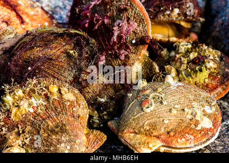 Alive and fresh Icelandic scallops (Chlamys islandica) on the coast of Barents sea, Arctic ocean Stock Photo