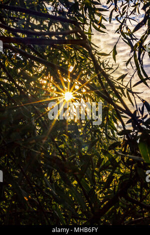 Bright sun shines through branches at summer day Stock Photo