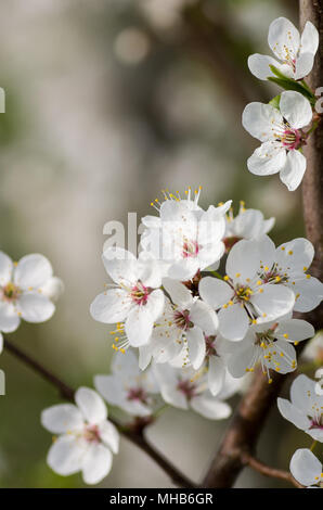 Blooming wild plum tree in daylight. White flowers in small clusters on a wild plum tree branch. Stock Photo