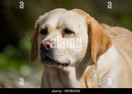 A Female Golden Labrador Retriever posing outside Stock Photo