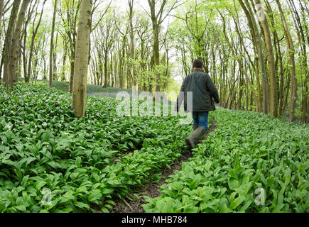 A man walking along a footpath through wild garlic, Allium ursinum, that is starting to flower in North Dorset England UK in the evening. Wild garlic  Stock Photo