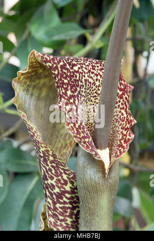 The attractive but evil-smelling voodoo lily, an excellent Christmas present! Stock Photo