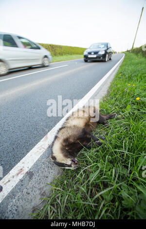 A dead badger that has been struck by a vehicle at the side of a road in north Dorset England UK. Stock Photo