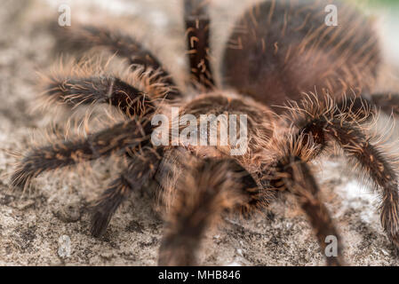 Close up of a Curly Hair Tarantula. Focus on the eyes. Stock Photo