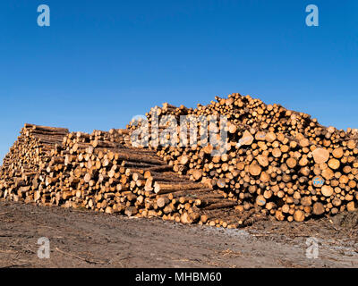 Large pile of cut freshly cut conifer timber logs with blue sky above, Torrin, Isle of Skye, Scotland, UK. Stock Photo