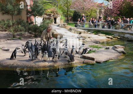 Zookeeper in the Antwerp zoo is feeding African Penguins (Spheniscus demersus) whilst spectators are watching Stock Photo