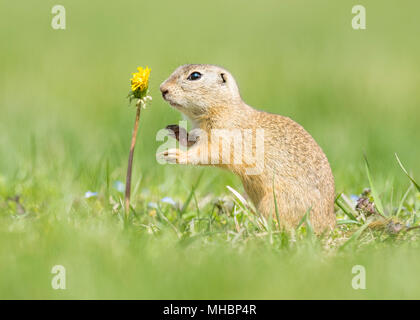 European ground squirrel (Spermophilus citellus) and Dandelion (Taraxacum), National Park Lake Neusiedl, Seewinkel, Burgenland Stock Photo