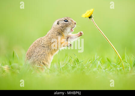 European ground squirrel (Spermophilus citellus) and Dandelion (Taraxacum), National Park Lake Neusiedl, Seewinkel, Burgenland Stock Photo