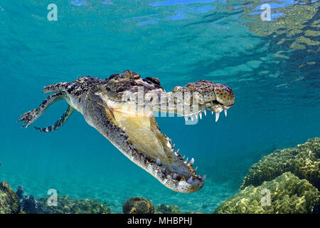 Saltwater crocodile Crocodylus porosus with mouth closed Aldelaide