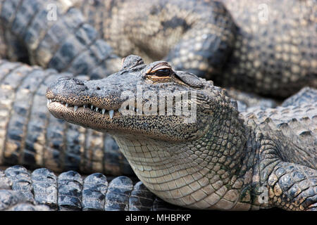 American Alligator, Alligator Mississippiensis, Florida Stock Photo - Alamy