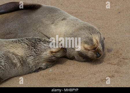Cape fur seals (Arctocephalus pusillus), sleeping, dormant, close-up, Cape Cross Seal Reserve, Cape Cross, Namibia Stock Photo