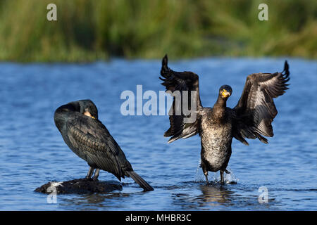 Two Great cormorants (Phalacrocorax carbo), standing in shallow water, one sleeping, one flapping his wings, Lower Rhine