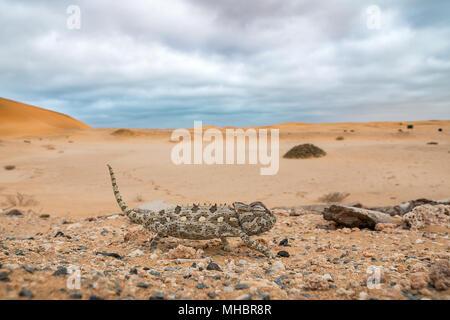 Namaqua chameleon (Chamaeleo namaquensis), running, in desert, Namib-Naukluft Park, Namibia Stock Photo