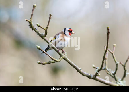 European Goldfinch (Carduelis carduelis) perched on a twig. Stock Photo