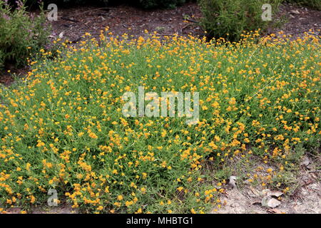 Chrysocephalum apiculatum or known as Common Everlasting and Yellow Buttons Stock Photo