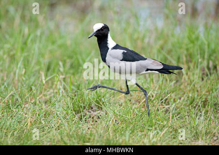 Blacksmith Plover or Lapwing (Vanellus armatus). Stock Photo