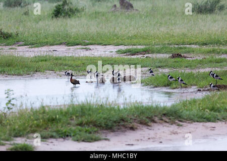 Blacksmith Plover or Lapwing (Vanellus armatus and White-faced Whistling Duck (Dendrocygna viduata), associating alongside Elephant (Loxodonto african Stock Photo