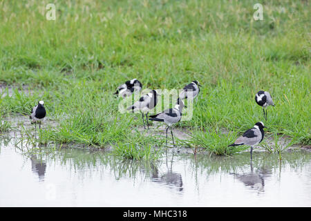 Blacksmith Lapwing or Plover (Vanellus armatus). OkavangoDelta, Botswana. East and central Africa. Stock Photo